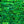 Load image into Gallery viewer, Emerald Green Abalone Shell Veneer