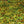 Load image into Gallery viewer, Peridot Green Abalone Shell Veneer