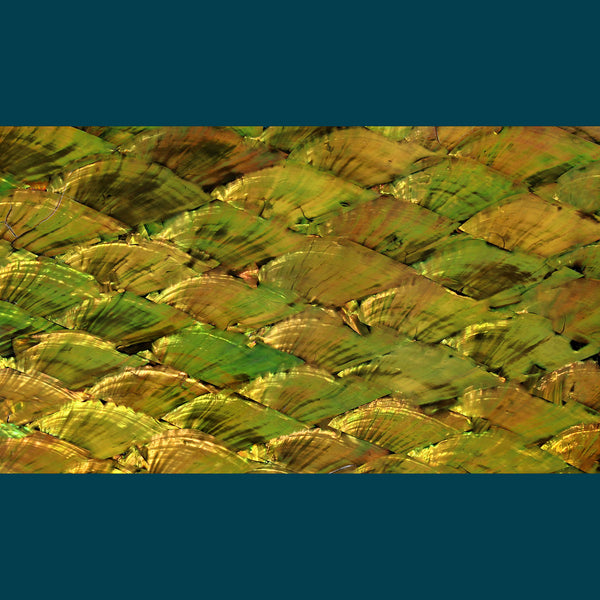 Pearl Natural Old Gold Abalone Shell Veneer