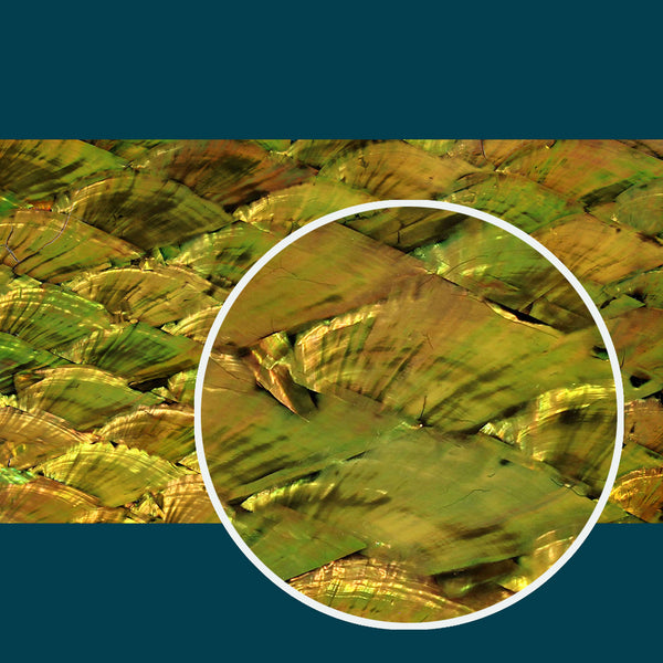 Pearl Natural Old Gold Abalone Shell Veneer