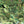 Load image into Gallery viewer, Cats Eye White Mother of Pearl Shell Veneer