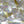 Load image into Gallery viewer, Natural Gold Fleck White Mother of Pearl Shell Veneer