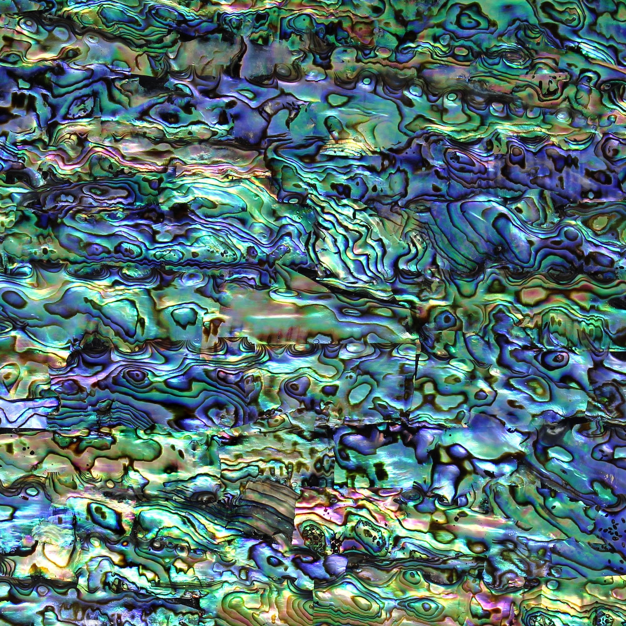 Natural, Flexible Abalone – Shell Veneer