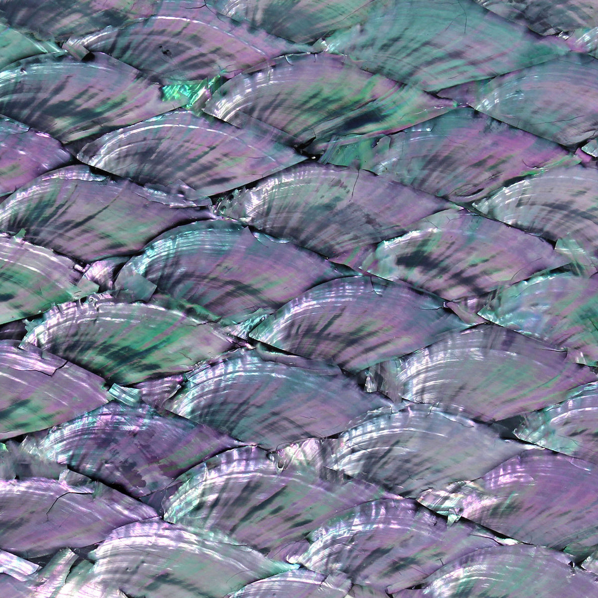 Metalic Shells Pearl Natural Gray Metallic Abalone Shell Veneer